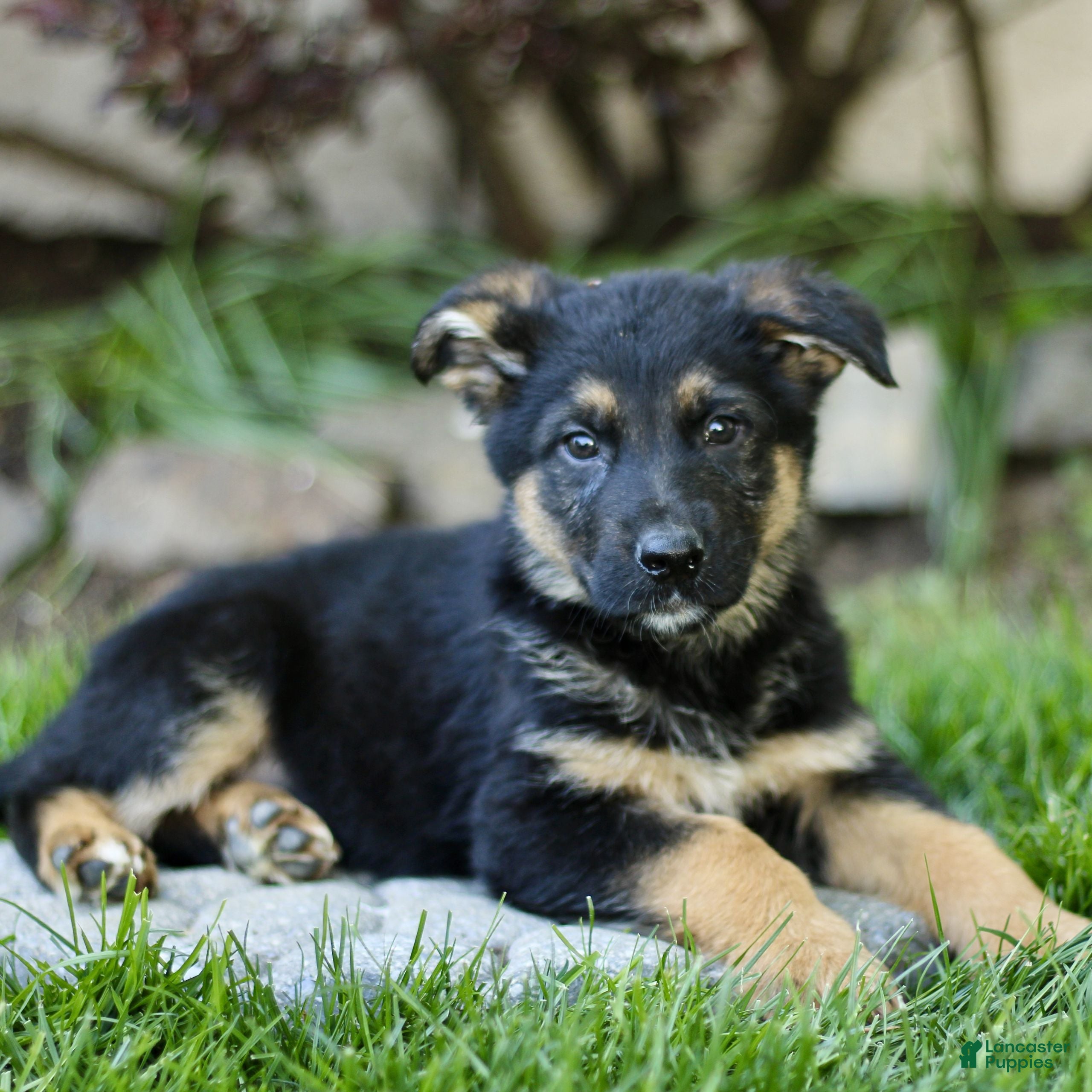 Mixed Breed dogs Orin  - Ad 1