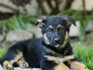 Mixed Breed dogs for sale: Orin - Ad 1