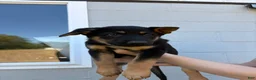German Shepherd dogs for sale: Bree - Ad 3