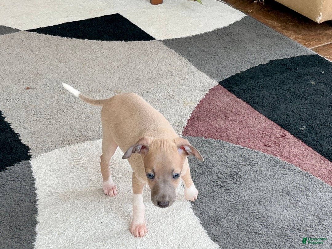 Italian Greyhound dogs for sale: Noah - Ad 7