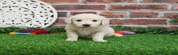 Golden Retriever dogs for sale: Viola - Ad 8