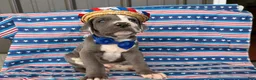Great Dane dogs for sale: Pringles Great Dane  - Ad 7