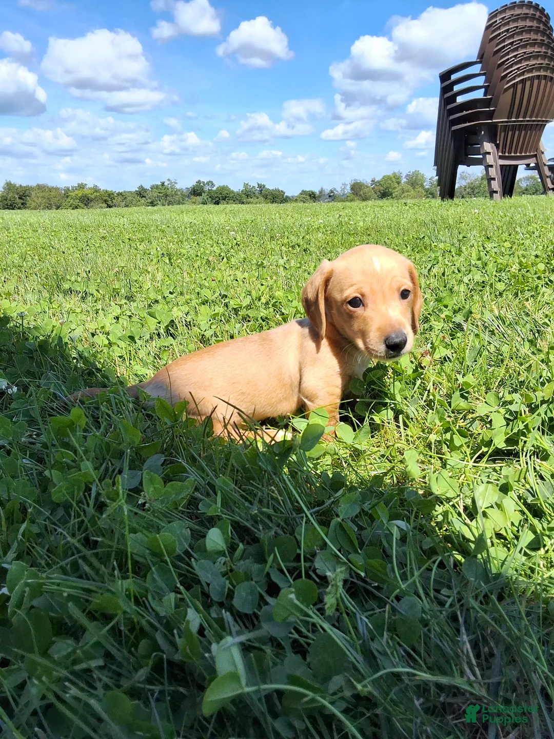 Dachshund dogs for sale: Travis - Ad 1