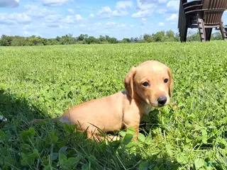 Dachshund dogs Travis - Ad 42