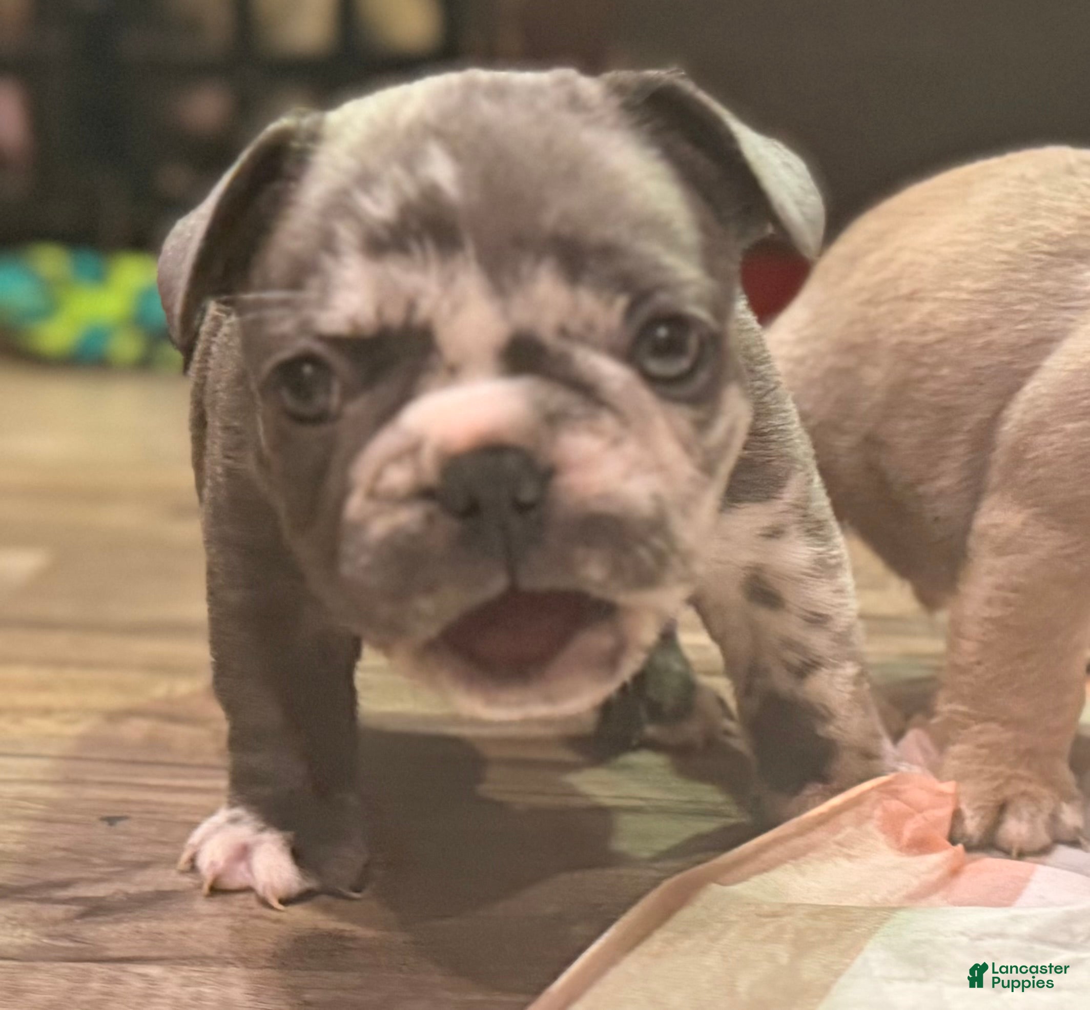 French Bulldog dogs Oreo - Ad 6