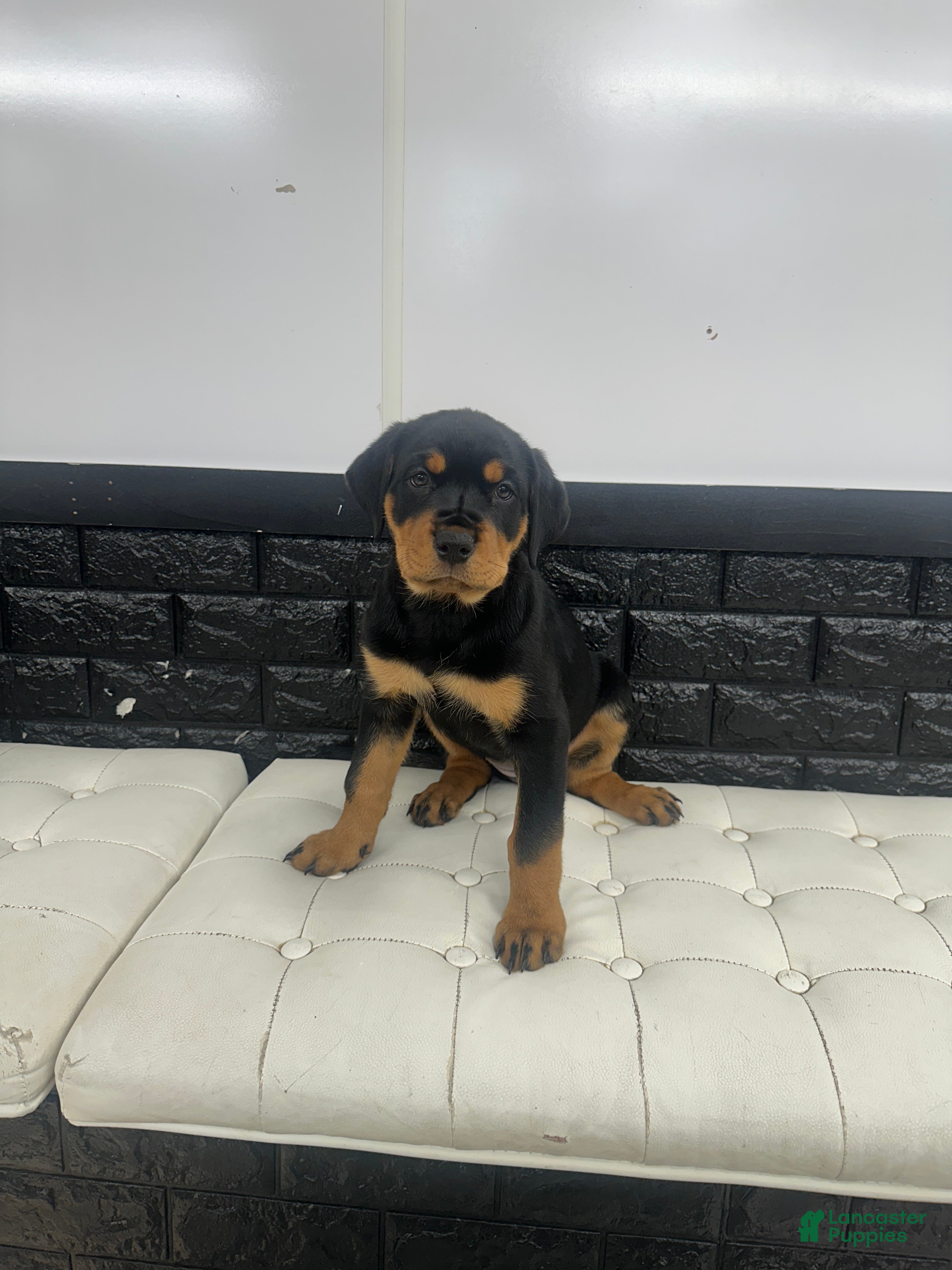 Rottweiler dogs Samaya - Ad 20