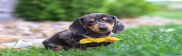 Miniature Dachshund dogs for sale: Blake - Ad 7