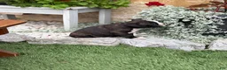 Boston Terrier dogs for sale: Keeth - Ad 11