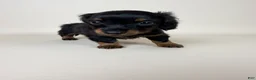 Miniature Dachshund dogs for sale: Dolly  - Ad 4