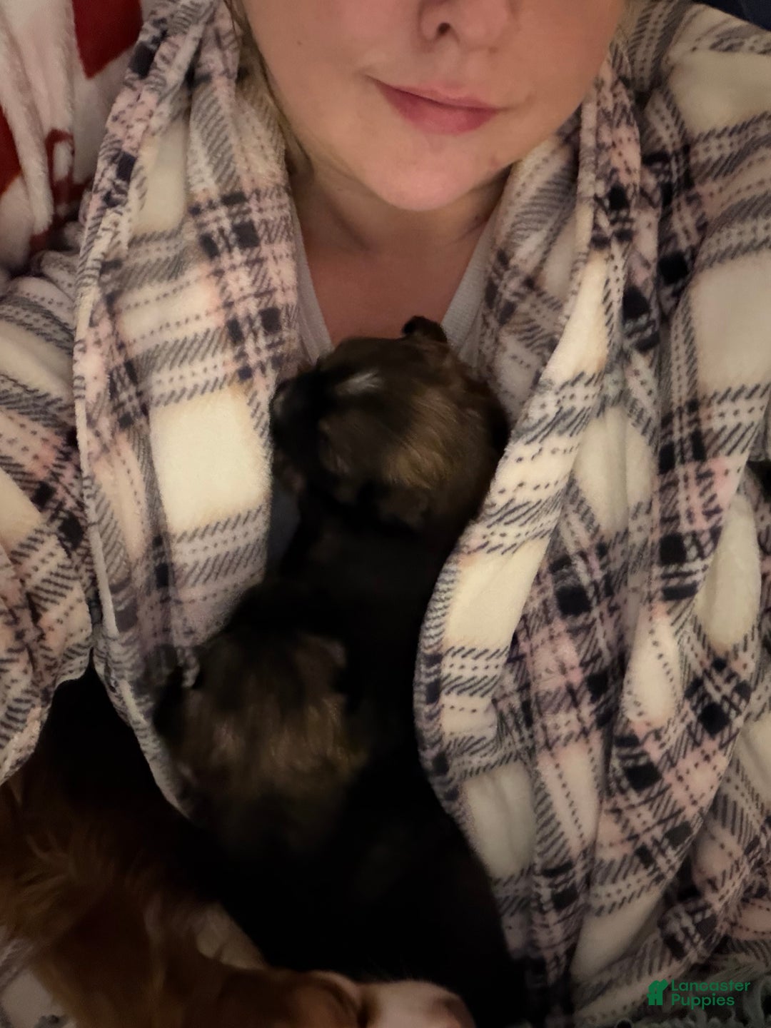 Chihuahua dogs for sale: Emmy - Ad 4