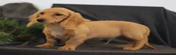 Miniature Dachshund dogs for sale: Quenton - Ad 3