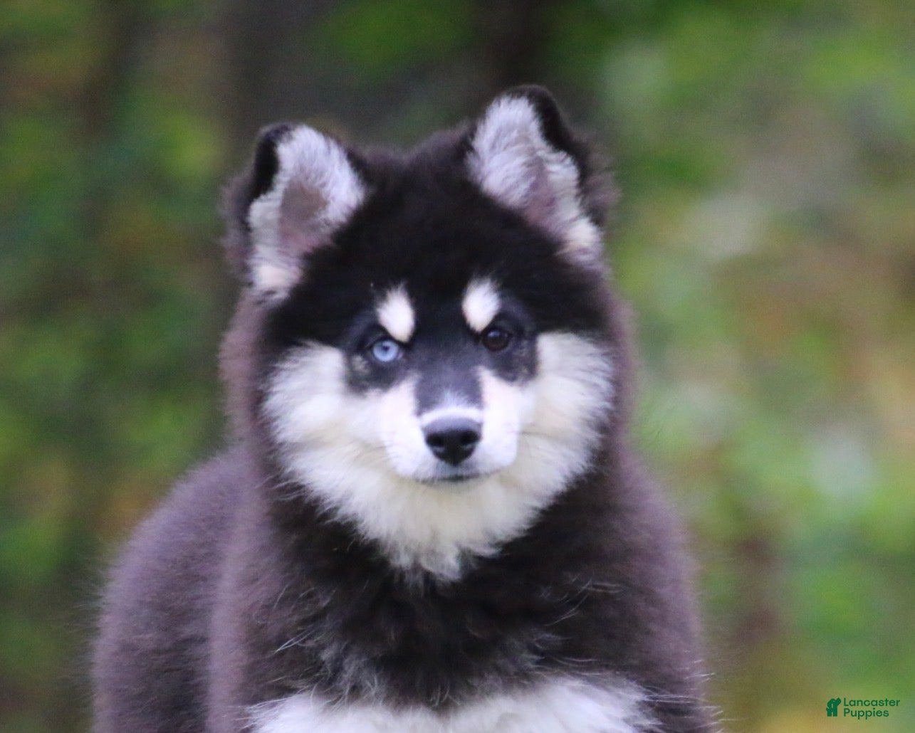 Pomsky dogs for sale: Sylveon - Ad 2