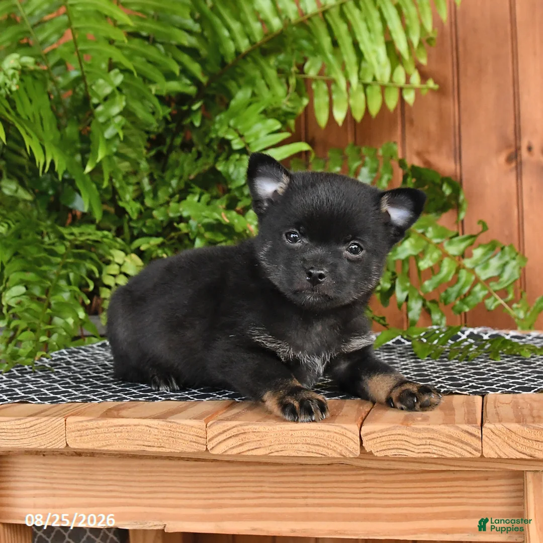 Mixed Breed dogs for sale: Pepper - Ad 2