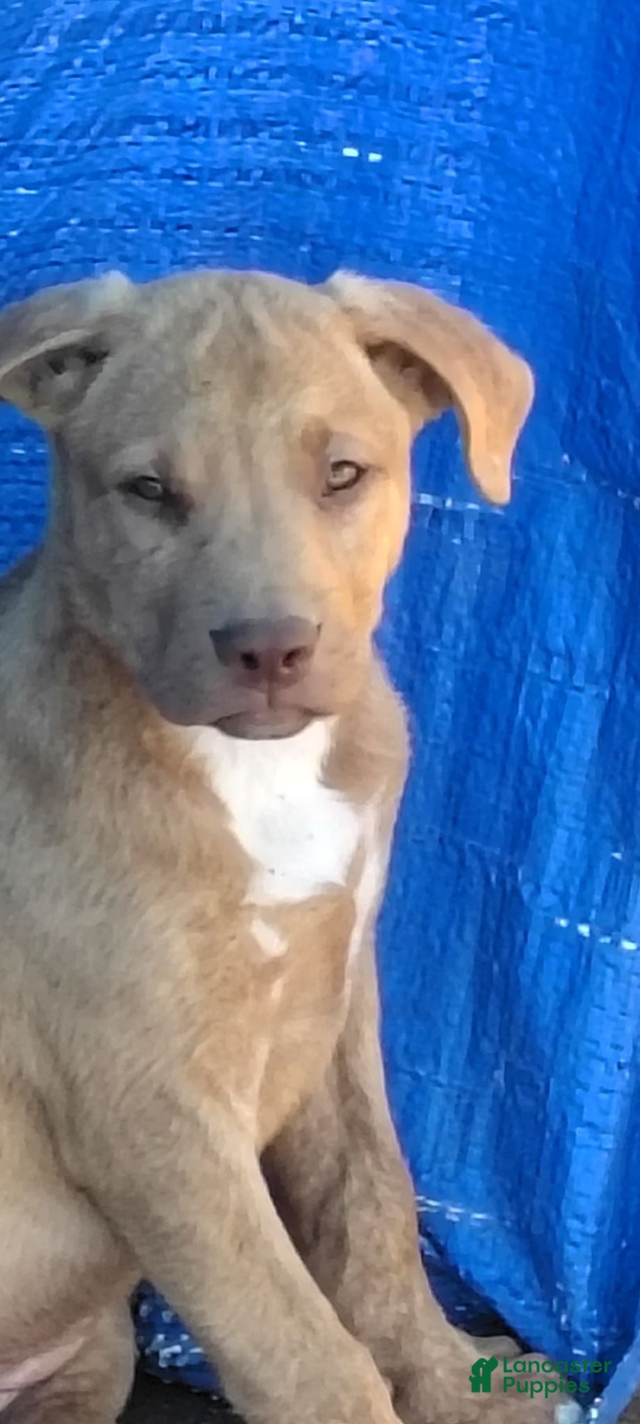 American Pit Bull Terrier dogs for sale: American Pit Bull Terrier 7 - Ad 1