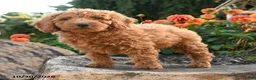 Mini Goldendoodle dogs for sale: Lester - Ad 3