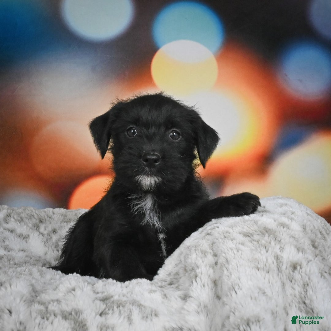 Mixed Breed dogs for sale: Randy - Ad 4