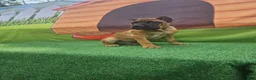 Cane Corso dogs for sale: MILO - Ad 5