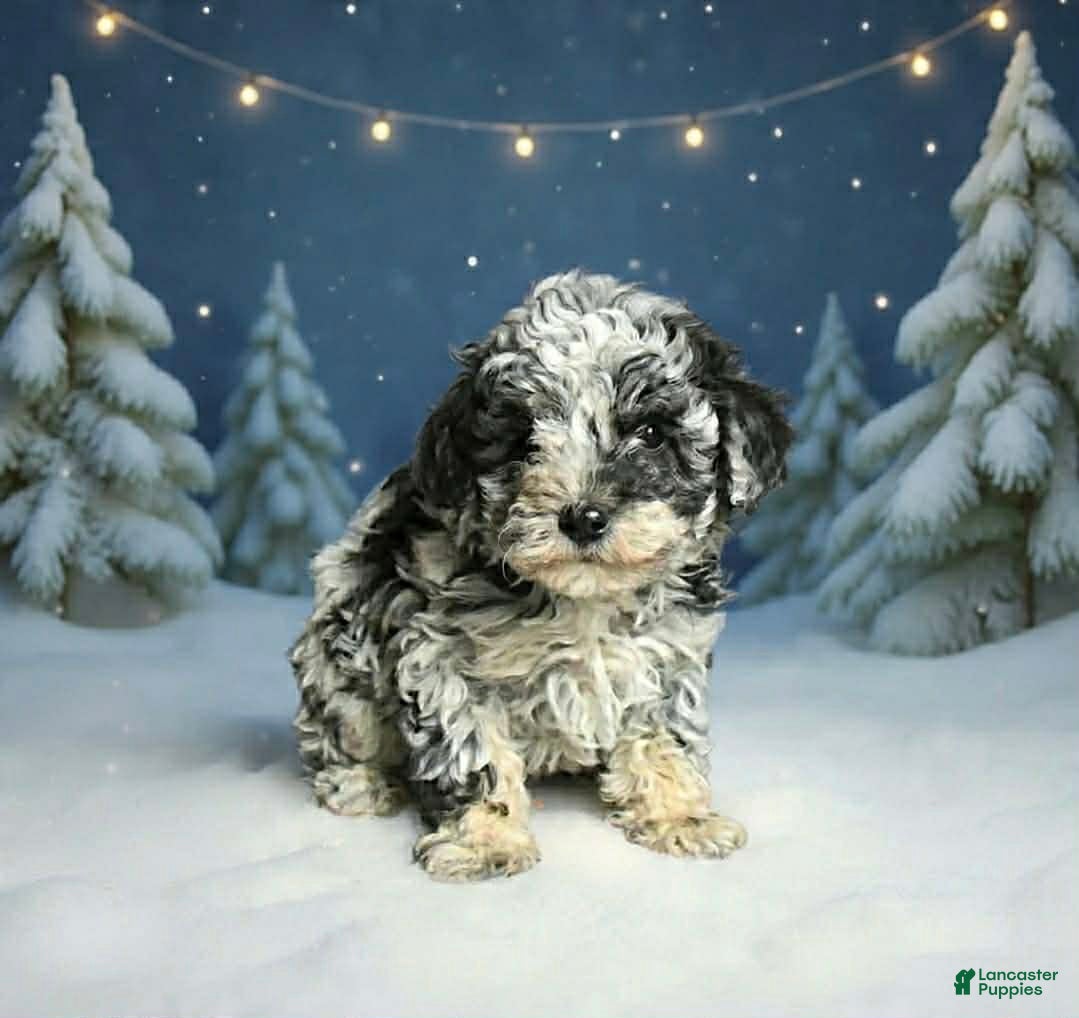 Toy Poodle dogs Pixie - Ad 5