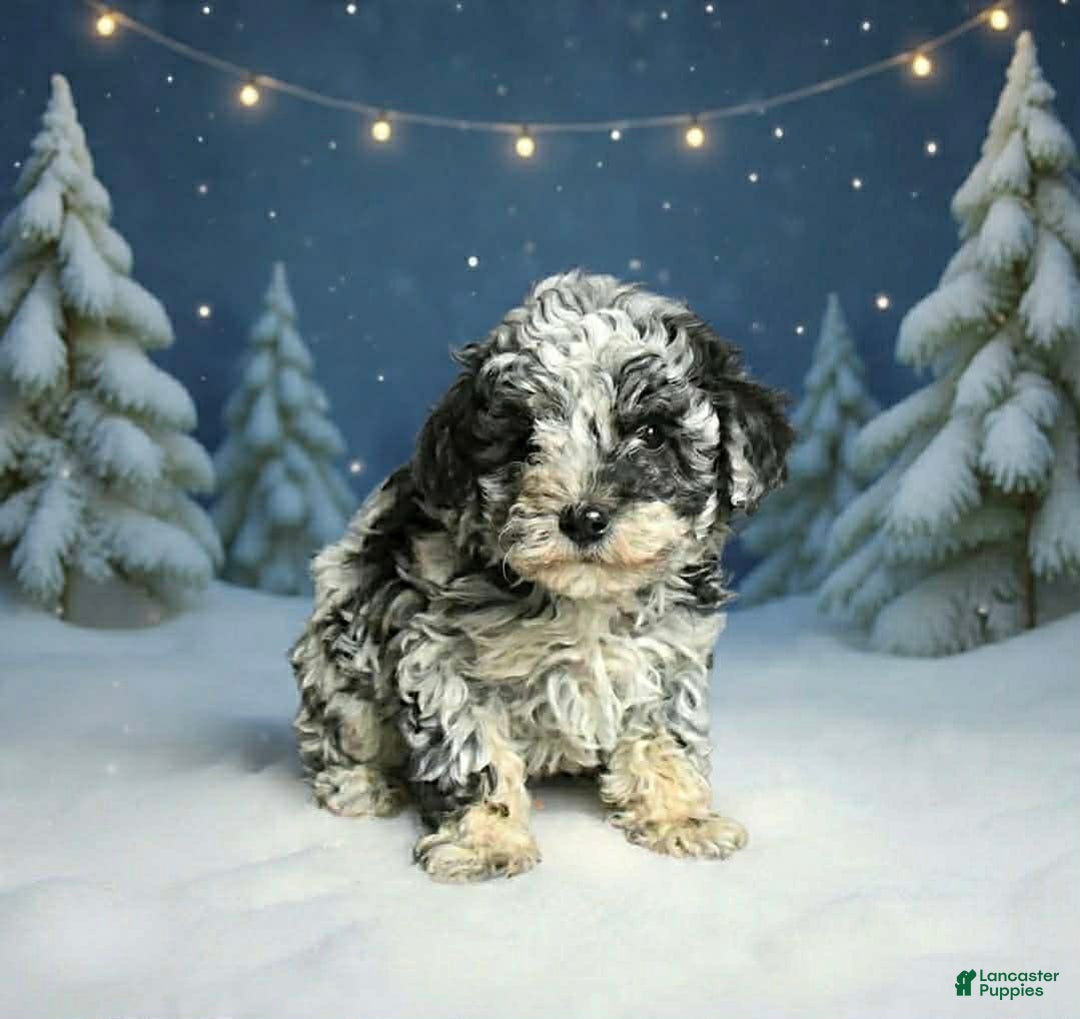 Toy Poodle dogs for sale: Pixie - Ad 1