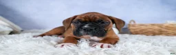 Boxer dogs for sale: Sarge  - Ad 21