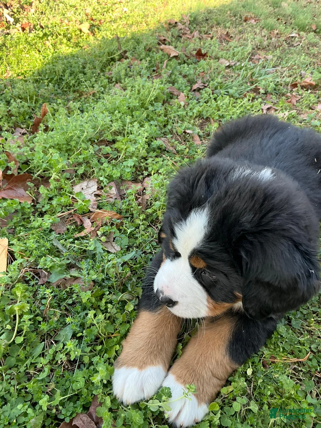 Bernese Mountain Dog dogs for sale: "Grinch"  Bernese Mountain Dog Puppy 1 - Ad 6