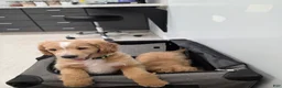 Mini Goldendoodle dogs for sale: Mini Goldendoodle 1 - Ad 12