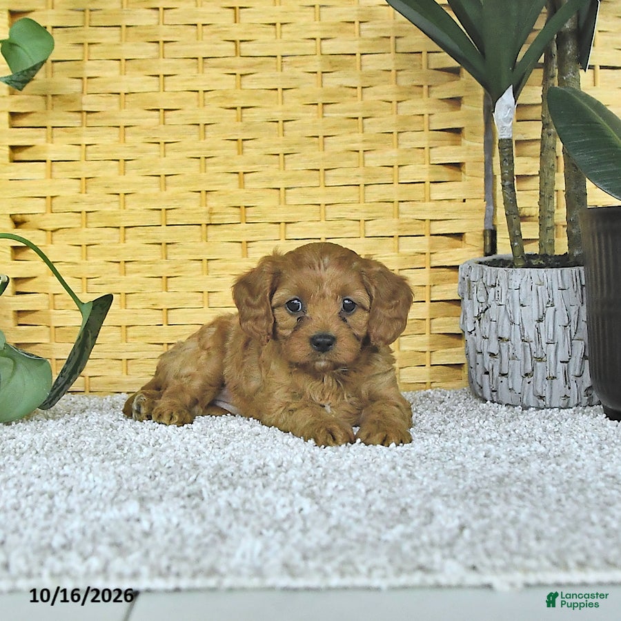 Cavapoo dogs for sale: Dahlia - Ad 2