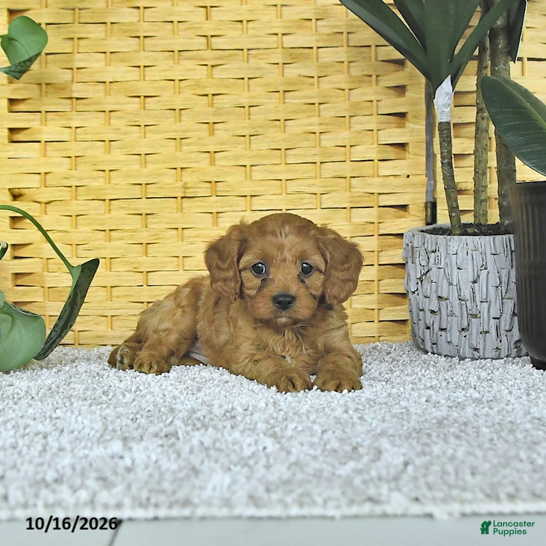 Cavapoo dogs for sale: Dahlia - Ad 2