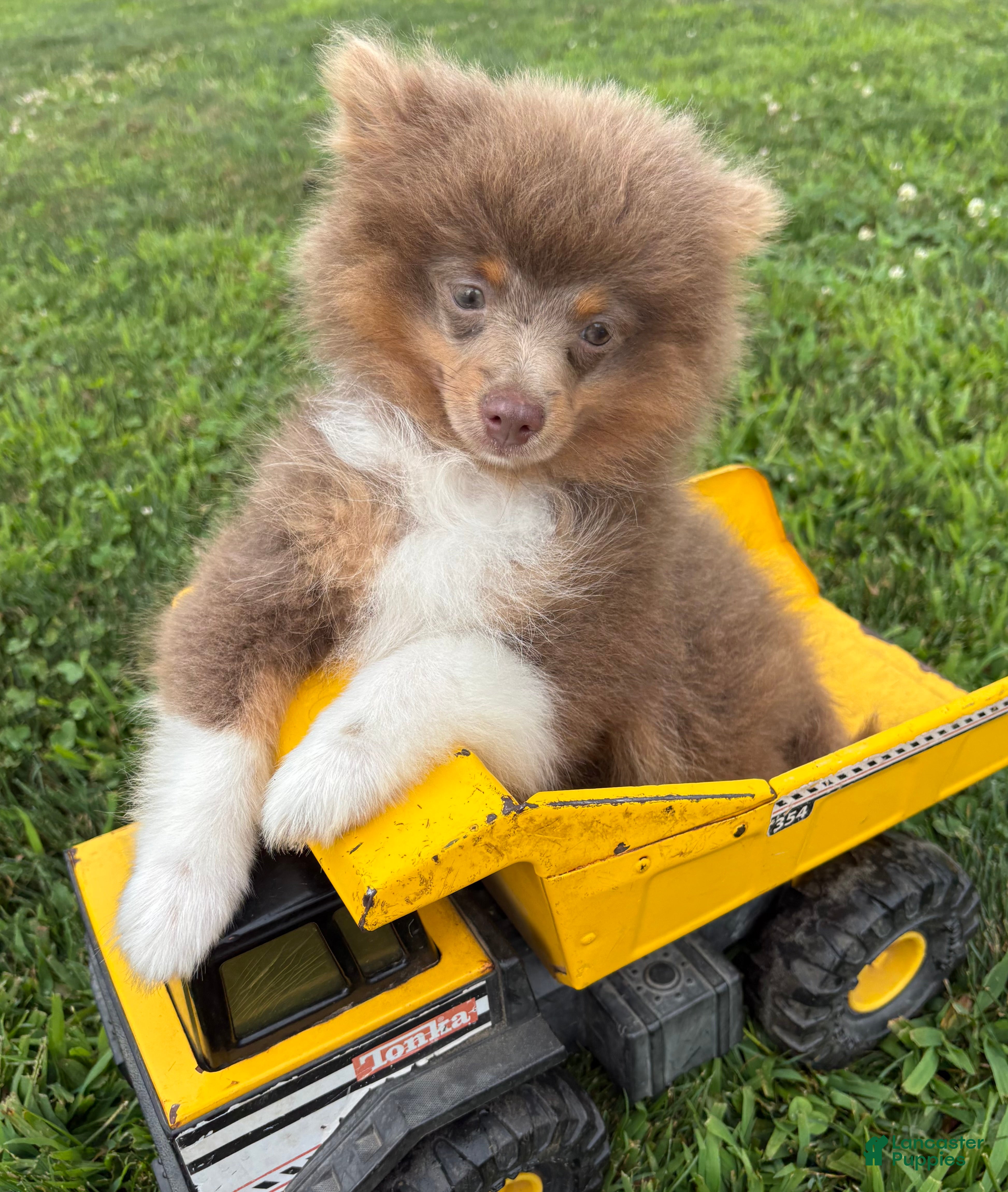 Pomeranian dogs Felix - Ad 1