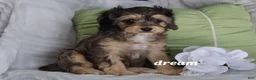 Cavapoo dogs for sale: Donovan - Ad 4