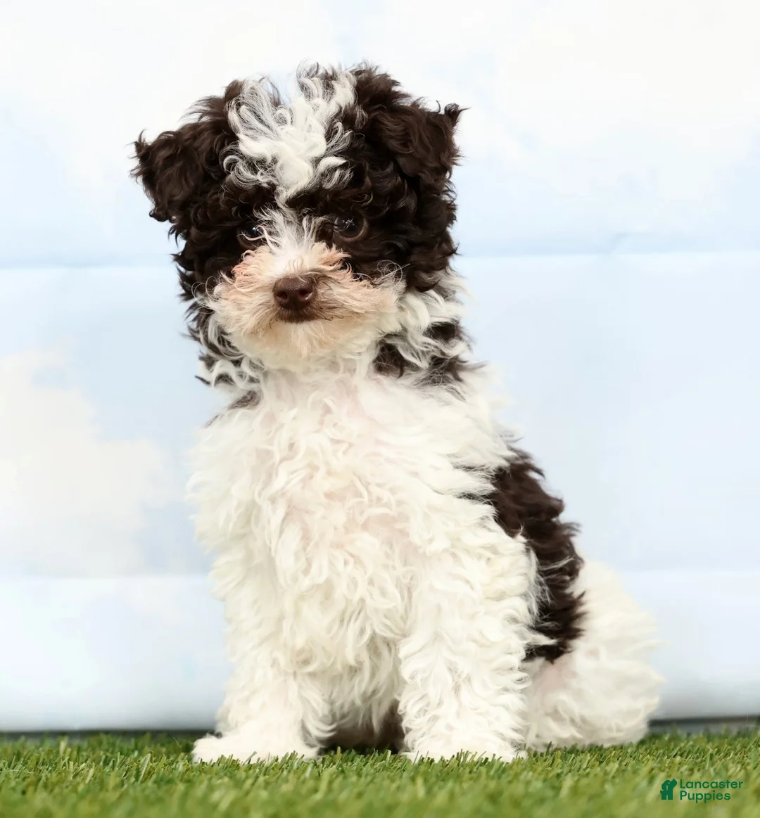 Toy Poodle dogs for sale: Nicole - Ad 1