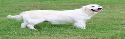 Golden Retriever dogs for sale: 4th choice male avilable - Ad 14