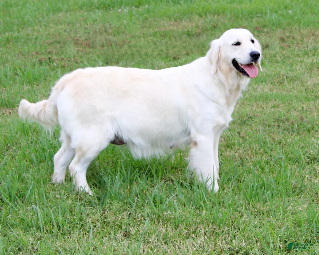 Golden Retriever dogs for sale: 4th choice male avilable - Ad 14