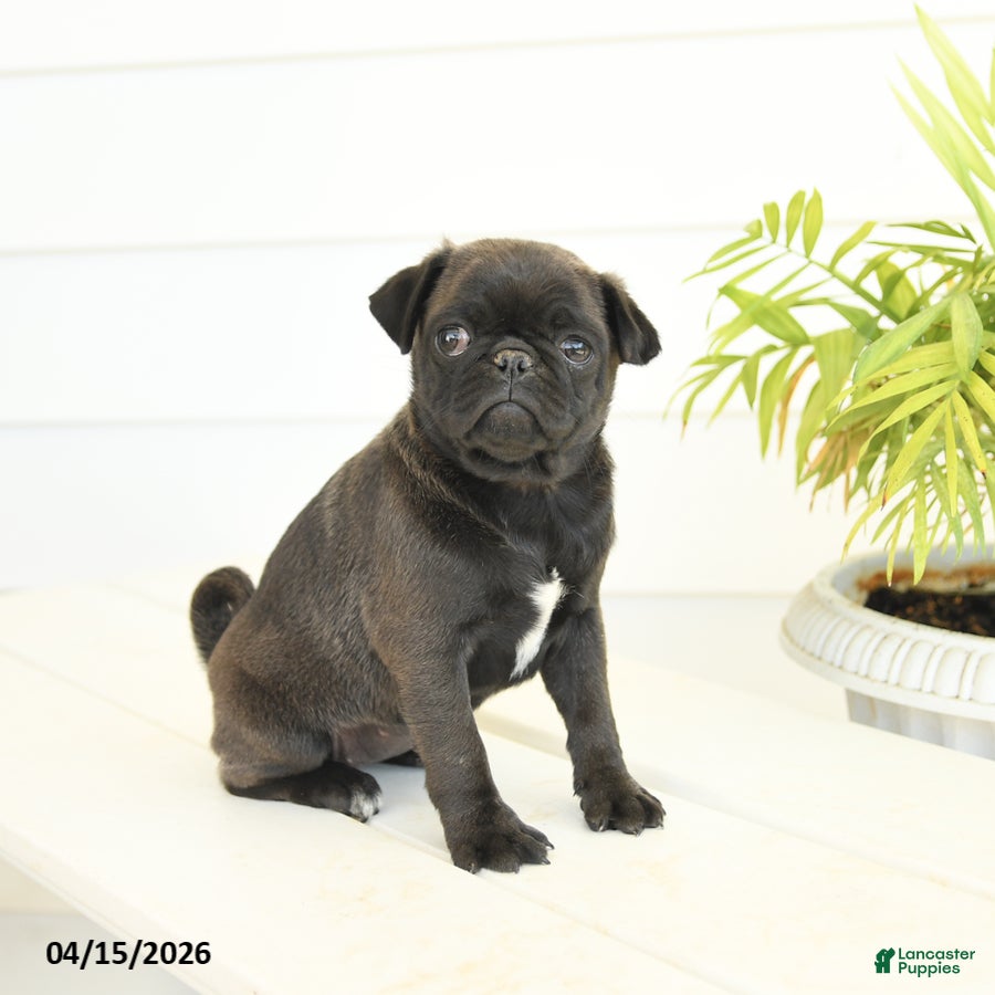 Pug dogs Princess - Ad 1