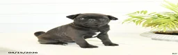 Pug dogs for sale: Princess - Ad 1