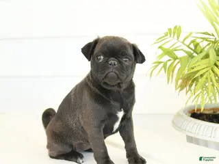Pug dogs for sale: Princess - Ad 3