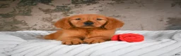 Golden Retriever dogs for sale: Penny - Ad 2
