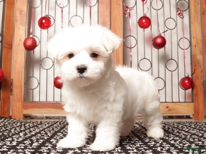 Maltese dogs Scooter - Ad 8