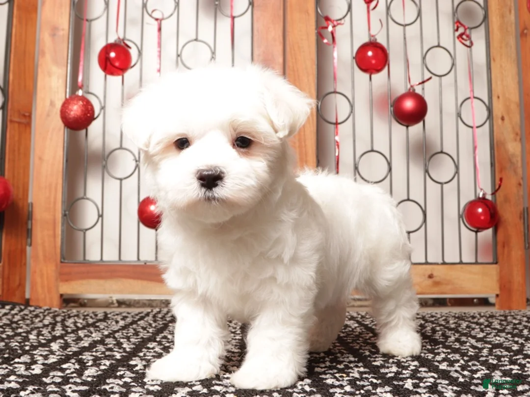 Maltese dogs for sale: Scooter - Ad 1