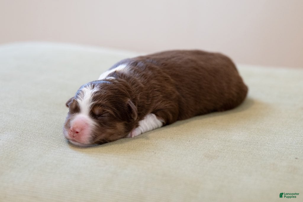 Miniature Australian Shepherd dogs Charolette - Ad 2