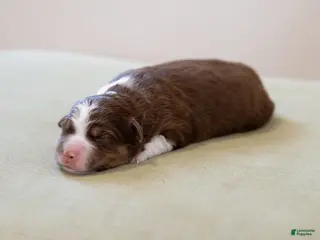 Miniature Australian Shepherd dogs Charolette - Ad 2