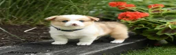 Welsh Corgi Pembroke dogs for sale: Penny - Ad 1