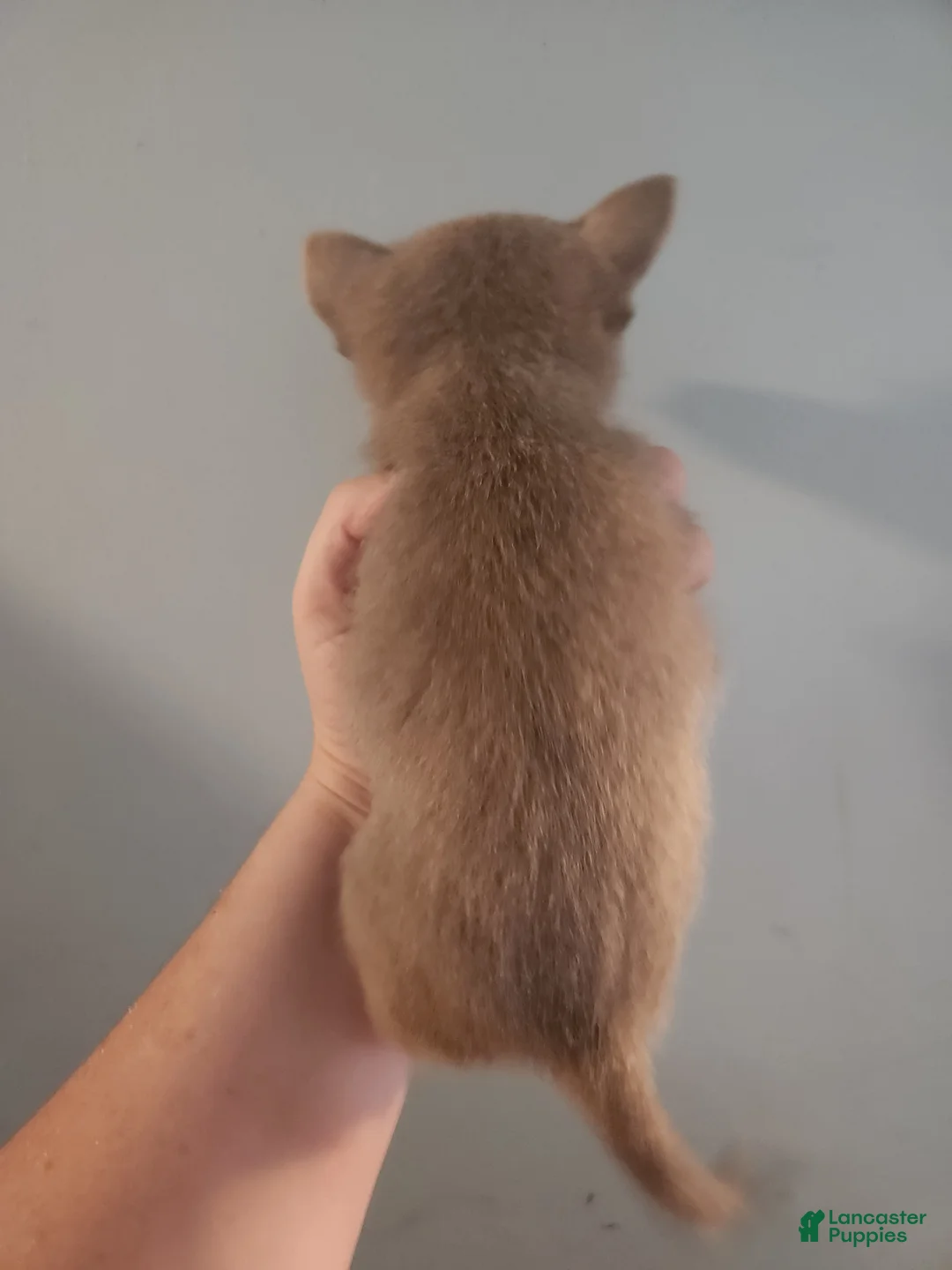 Pomchi dogs for sale: Pomchi Puppy 1 - Ad 2