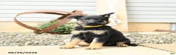 German Shepherd dogs for sale: Lillie - Ad 3