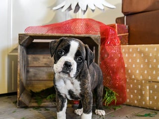 Boxer dogs Poppy - Ad 2