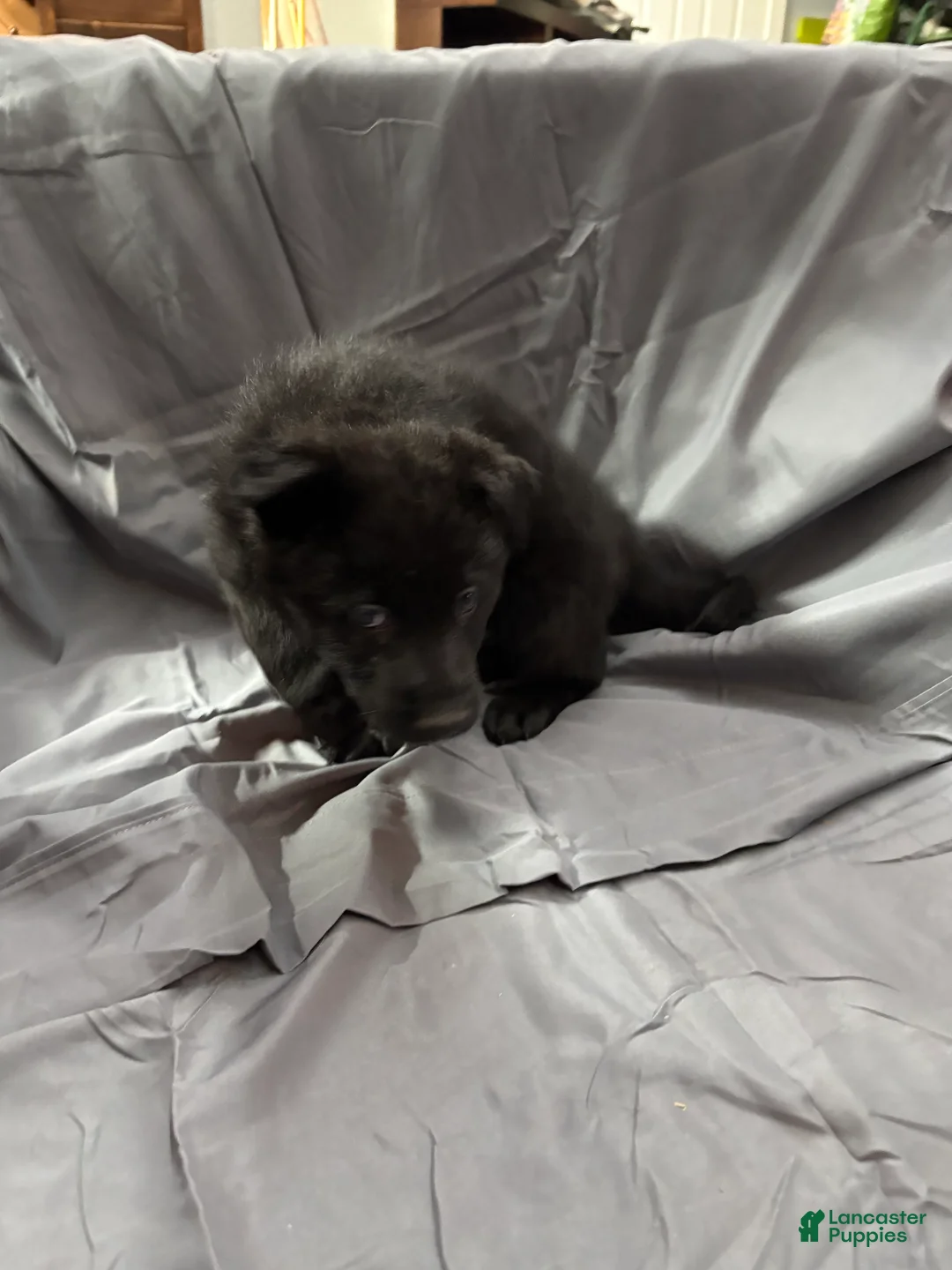 Mixed Breed dogs for sale: B Puppy 2 - Ad 2