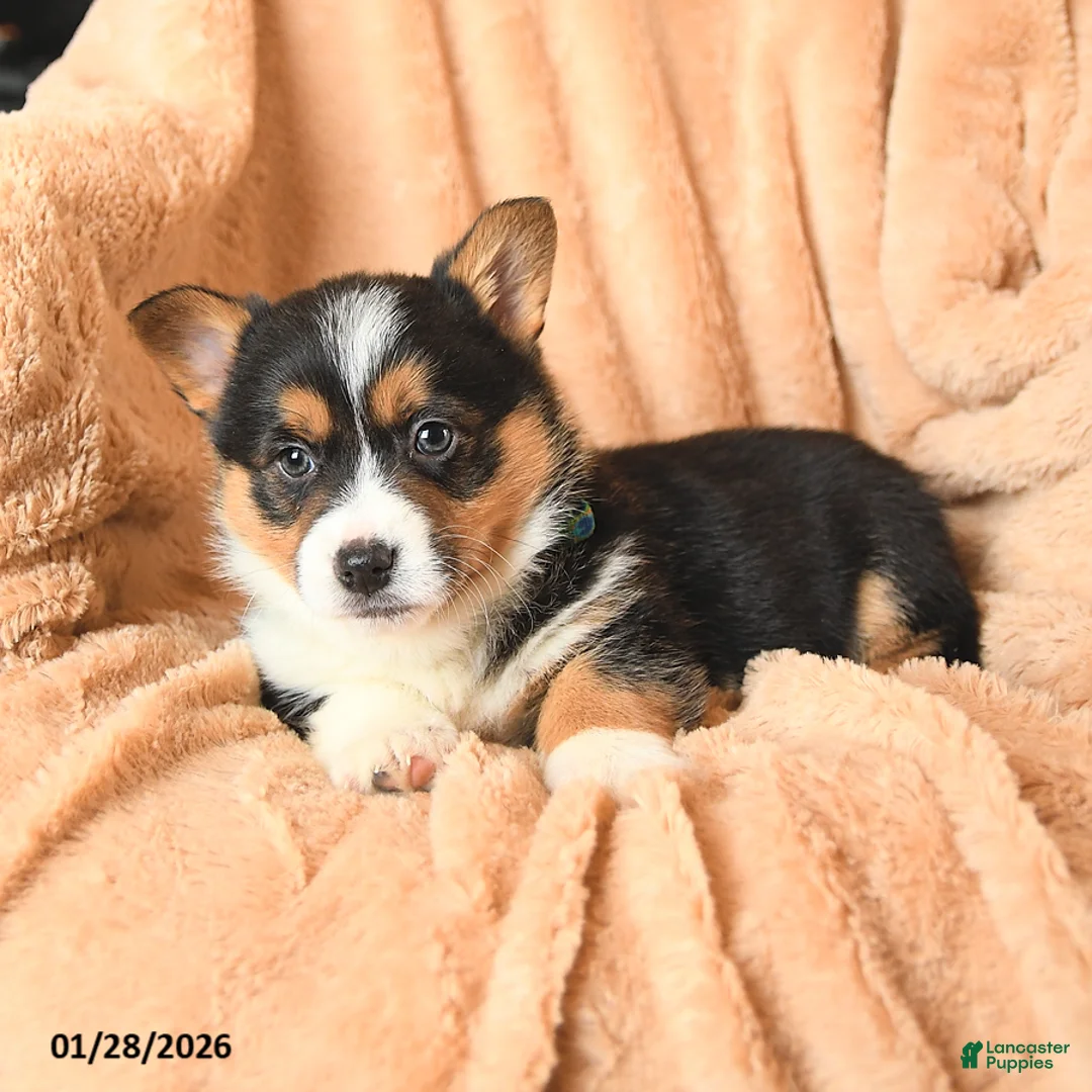 Welsh Corgi Pembroke dogs for sale: Duke - Ad 3