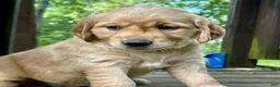Golden Retriever dogs for sale: Ruf - Ad 3