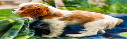 Mixed Breed dogs for sale: Janie - Ad 9