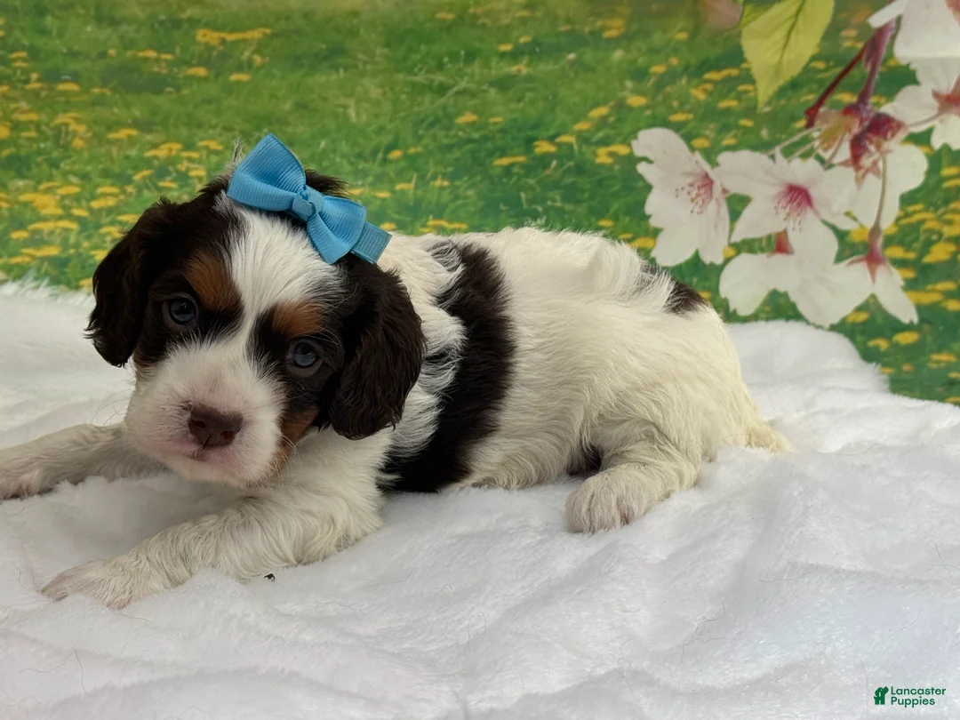 Cavapoo dogs for sale: Marty  - Ad 1